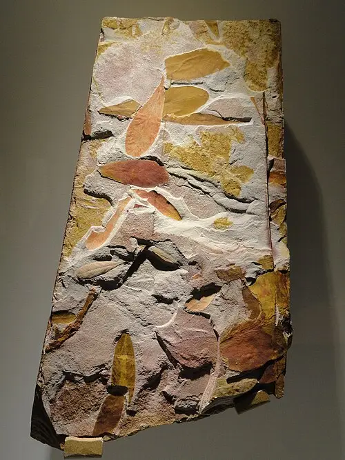 글로소프테리스 코무니스 (Glossopteris communis)