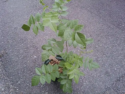 감초 (Glycyrrhiza uralensis)