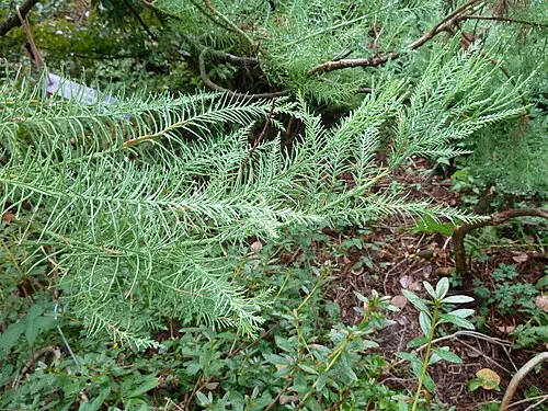 수송나무 (Glyptostrobus pensilis)