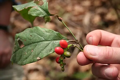 에루 (Gnetum africanum)