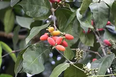 멜린조