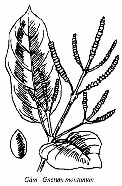 매마등 (Gnetum montanum)