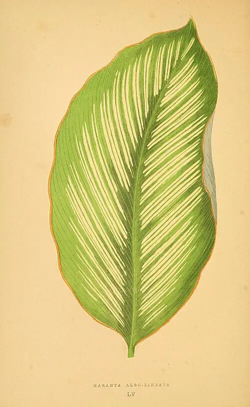 칼라테아 (Goeppertia ornata)