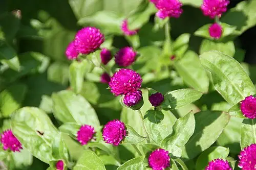 천일홍 (Gomphrena globosa)