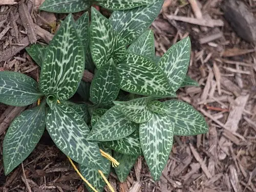 사철란 (Goodyera schlechtendaliana)