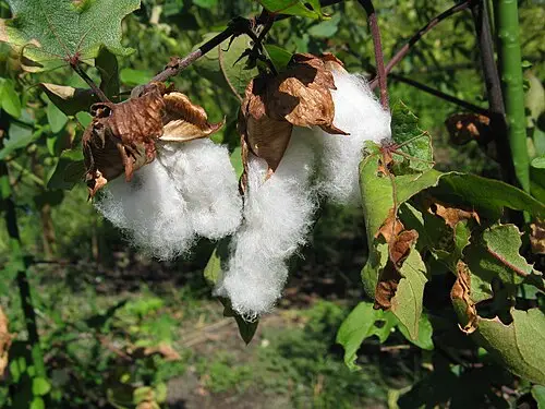 목화 (Gossypium arboreum)
