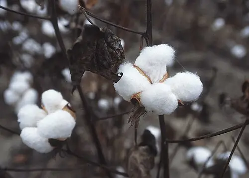 육지면 (Gossypium hirsutum)
