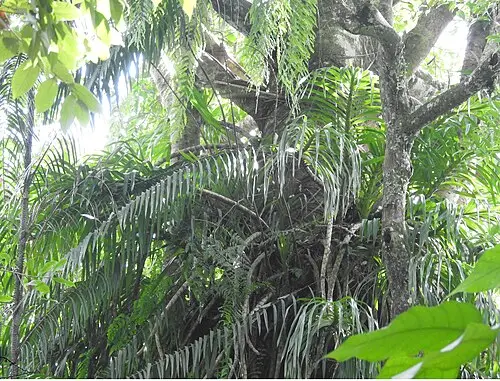 그라마토필룸 스페키오숨 (Grammatophyllum speciosum)
