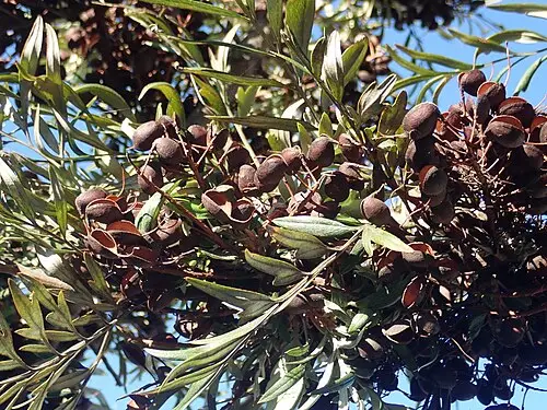 우의목 (Grevillea robusta)