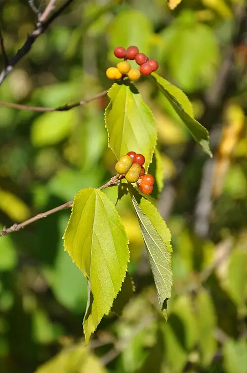 장구밥나무 (Grewia biloba)