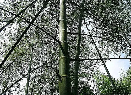 과두아 (Guadua angustifolia)