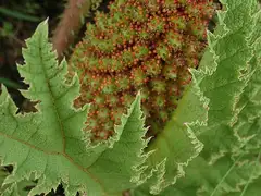 칠레군네라