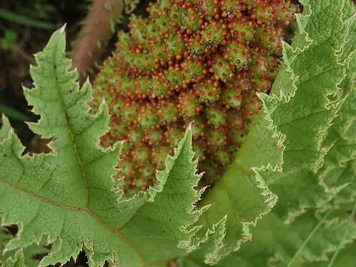 칠레군네라 (Gunnera tinctoria)