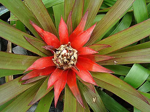 구즈마니아 (Guzmania lingulata)
