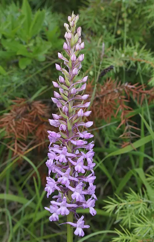손바닥난초 (Gymnadenia conopsea)