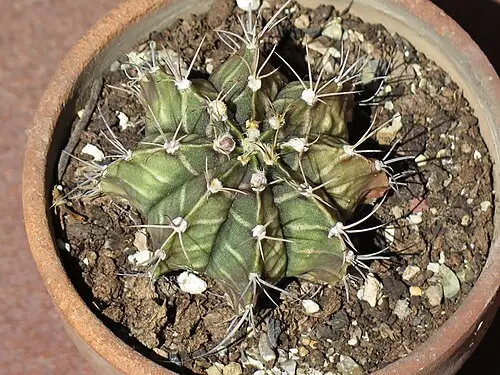 비모란 (Gymnocalycium mihanovichii)