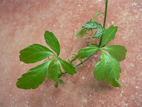 돌외 (Gynostemma pentaphyllum)