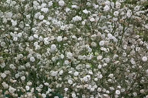 안개꽃 (Gypsophila elegans)