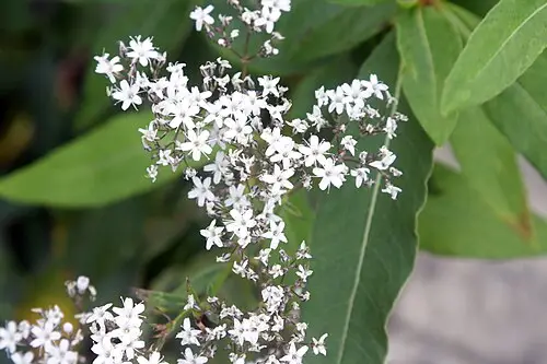 대나물 (Gypsophila oldhamiana)