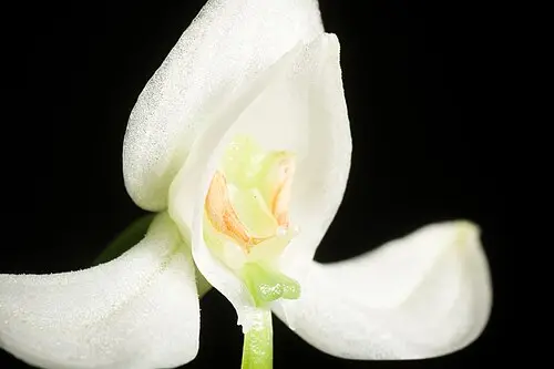 잠자리난초 (Habenaria linearifolia)