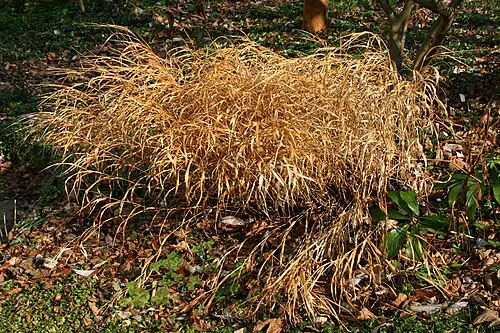 풍지초 (Hakonechloa macra)