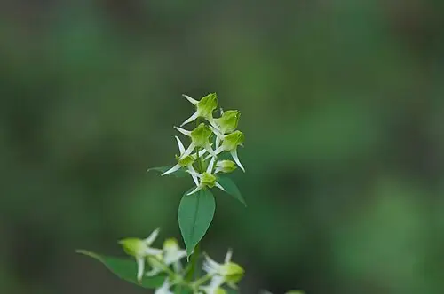 닻꽃 (Halenia corniculata)