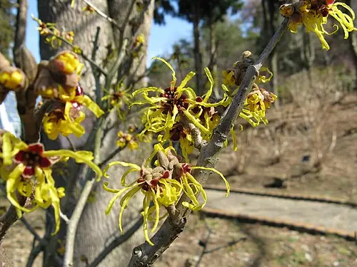 풍년화 (Hamamelis japonica)