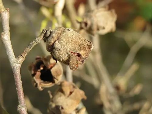 위치하젤 (Hamamelis virginiana)