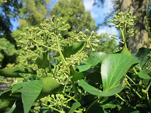 아이비 (Hedera helix)