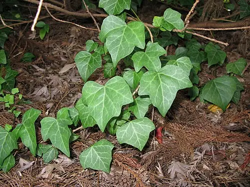 송악 (Hedera rhombea)