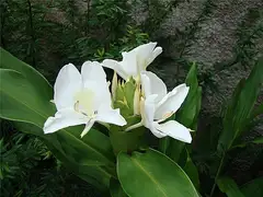 꽃생강
