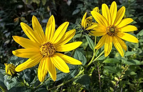 뚱딴지 (Helianthus tuberosus)