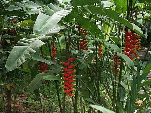 헬리코니아 로스트라타 (Heliconia rostrata)