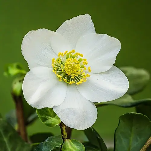 크리스마스로즈 (Helleborus niger)