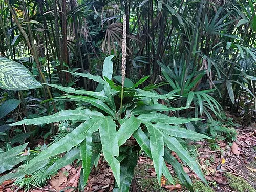 칠지궐 (Helminthostachys zeylanica)