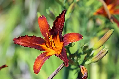 원추리 (Hemerocallis fulva)