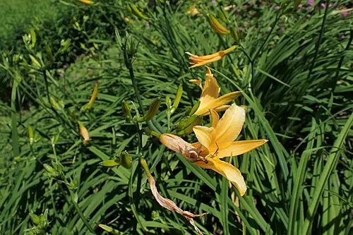 백운산원추리 (Hemerocallis hakuunensis)