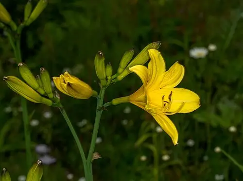 골잎원추리 (Hemerocallis lilioasphodelus)