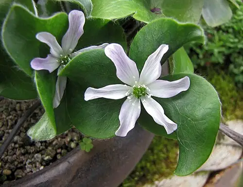 섬노루귀 (Hepatica maxima)