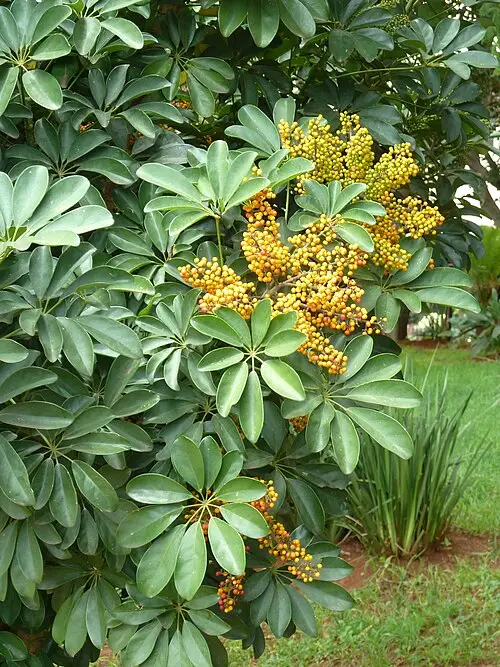 홍콩야자 (Heptapleurum arboricola)