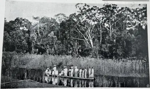 파라고무나무 (Hevea brasiliensis)