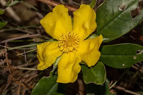 히베르티아 (Hibbertia scandens)