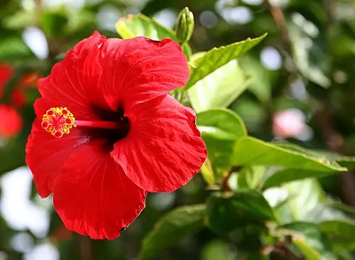 하와이무궁화 (Hibiscus rosa-sinensis)
