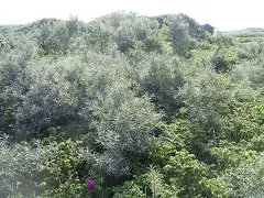 산자나무