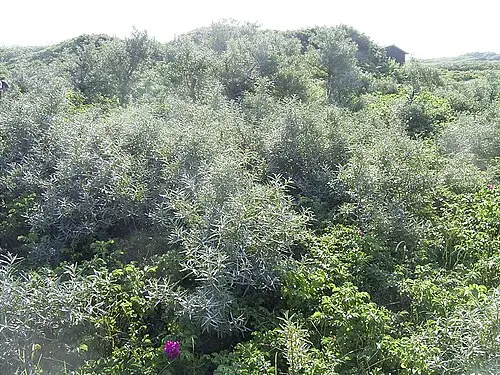 산자나무 (Hippophae rhamnoides)