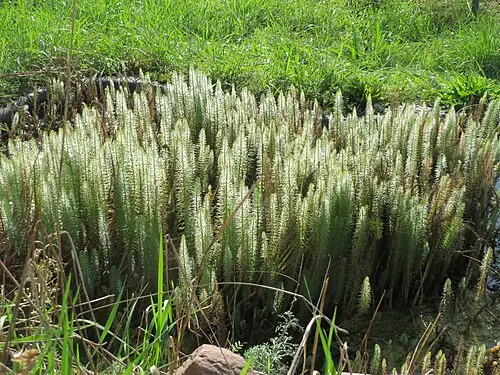 쇠뜨기말풀 (Hippuris vulgaris)