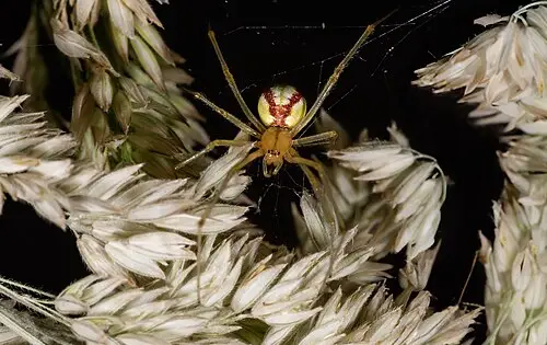 흰털새 (Holcus lanatus)