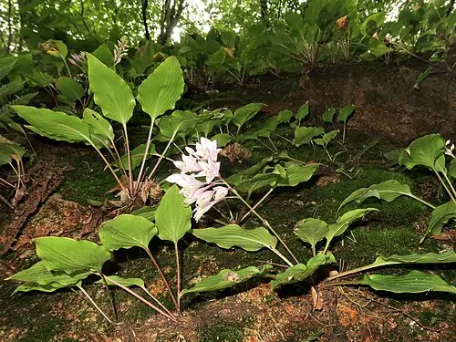 비비추 (Hosta longipes)