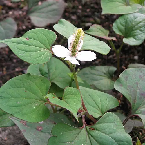 약모밀 (Houttuynia cordata)