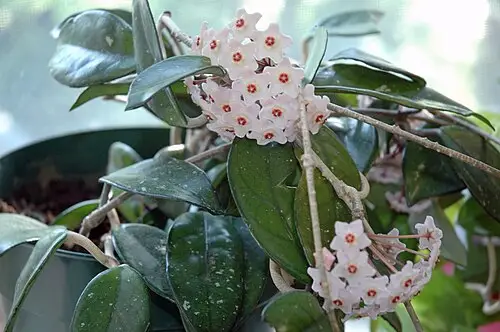 호야 (Hoya carnosa)